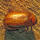 Schizonycha species